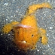 Spotfin Frogfish