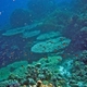 Divaricata Coral