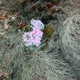 Frondy Black Coral
