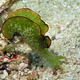 Ornate Sapsucking Slug