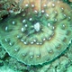 Leaf Coral