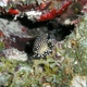 Smooth Trunkfish (Juvenile)
