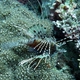 Spotfin Lionfish