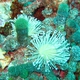 Mushroom Leather Coral