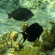 Brown Surgeonfish