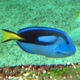 Palette Surgeonfish