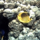 Red Sea Raccoon Butterflyfish