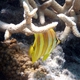 Gold-barred Butterflyfish