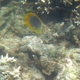 Golden-striped Butterflyfish