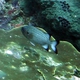 Shadowfin Soldierfish