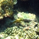 Candelamoa Parrotfish (Juvenile)