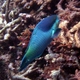 Dark-capped Parrotfish