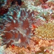 Finger-lobed Leather Coral