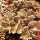 Bladed Leather Coral