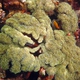 Anchor Coral