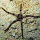 Banded Brittle Star