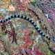 Yellow-lipped Sea Krait