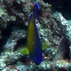Two-Spined Angelfish