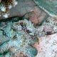 Mauritius Scorpionfish