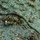 Double-ended Pipefish