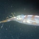 Long-finned Squid