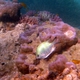 Staghorn Damselfish