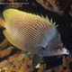 Black-spotted Butterflyfish