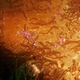 Sarasvati Anemone Shrimp