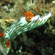 Zephyra Nudibranch