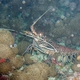 Stripe-legged Spiny Lobster