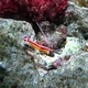 Ambon Cleaner Shrimp