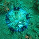 Varium Sea Urchin