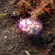 Purple Tipped Janolus