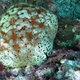 Schmedelian Pincushion Sea Star