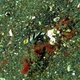Yellownose Shrimpgoby