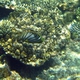 Scrawled Butterflyfish