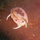 Spectacled Box Crab 