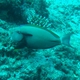 Epaulette Surgeonfish