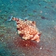Humpback Turretfish