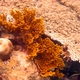 Yellow Hydrocoral