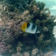 Pacific Doublesaddle Butterflyfish