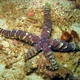 Callous Sea Star