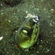 Black-finned Snake Eel