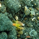 Fine-striped Snapping Shrimp