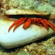 Halloween Hermit Crab