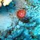 Tear-lobed Coral