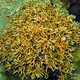 Tenella Fire Coral
