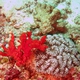 Intestinal Coral