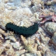Dark Green Sea Cucumber