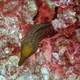 Undulated Moray Eel